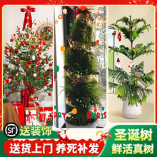 �}�Q���������ɼ���҃ȿ͏d�����bՇ��оGֲ�Zؐ�ɻ���ֲ��