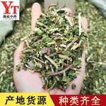 泽漆 猫眼草 五凤草 泽漆实图拍摄一手货源