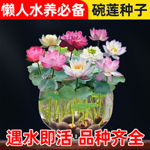 Bowl Lotus Seeds Hydroponic Flower Seeds Water-Raised Flower Potted Plants All Year Round Indoor Flowering Lotus Seeds Water Lily Seeds Flower Seeds