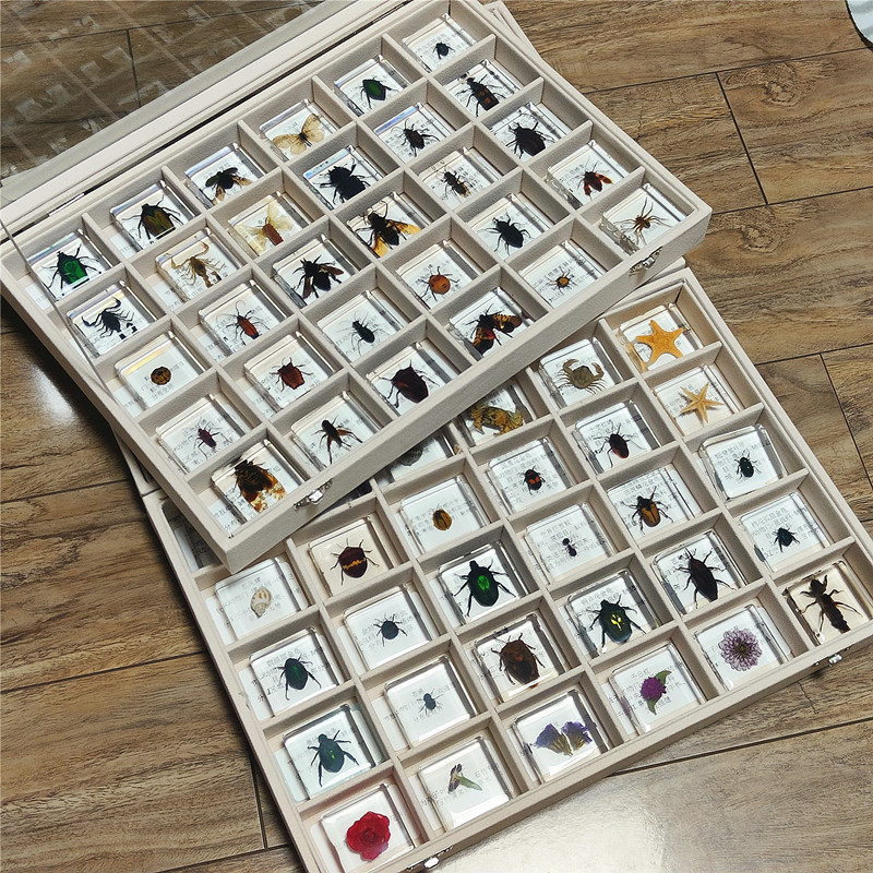 60종의 곤충 + 선물 상자 + 소개가 포함된 돋보기