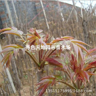 �t���㴻���m���ڰ���ʳ���㴺�����Ĵ���ѿ�Ϸ��Nֲ�����������