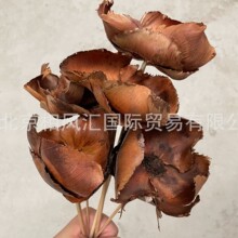 ��Ҭ�ӻ������U�����M�ڸɹ��ɚ���Ȼֲ��Ҿ��b廨���նYƷ