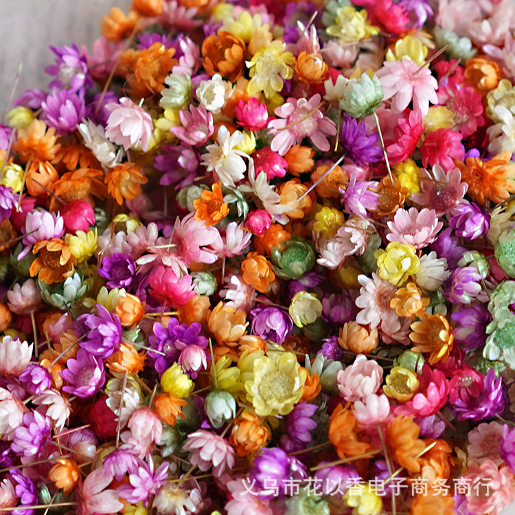 Amazon Brazil Little Star Flower Head DIY Glue Crystal Ball Real Flower Dried Flower Cosmetic Filling Cross-Border Supply