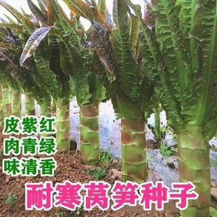 �t�~�n�S�N�Ӹ߮a�ͺ��tƤ�G�����n�ķN�ش��n�ķN���＾�߲˷N��
