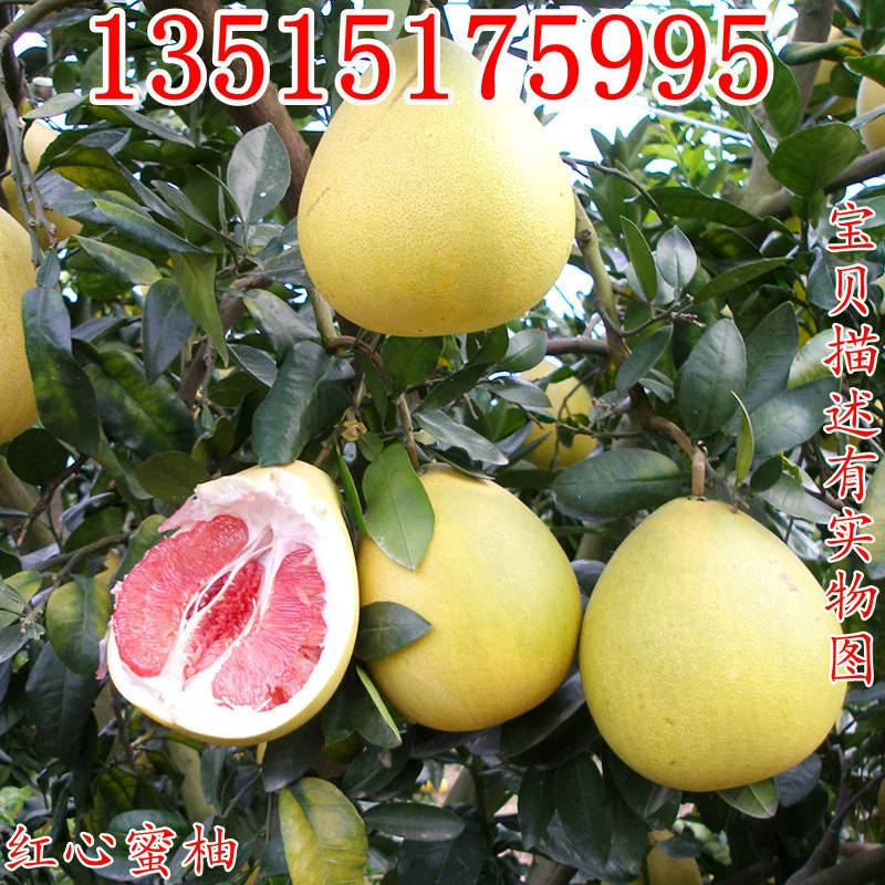 Привитые очень большие саженцы грейпфрута Красное сердце Мед Помело Юг и Север Посадка Четыре сезона Посадка в горшке Фруктовые саженцы