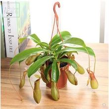 猪笼草盆栽捕蝇草食虫草室内绿植吊兰花卉奇趣植物巨夹捕蝇草组合