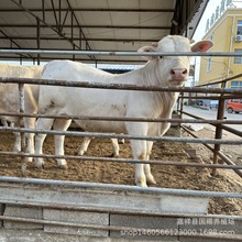 ���������Rţ �ʹ�������Rţ Ч��߸���ţ ����ă�