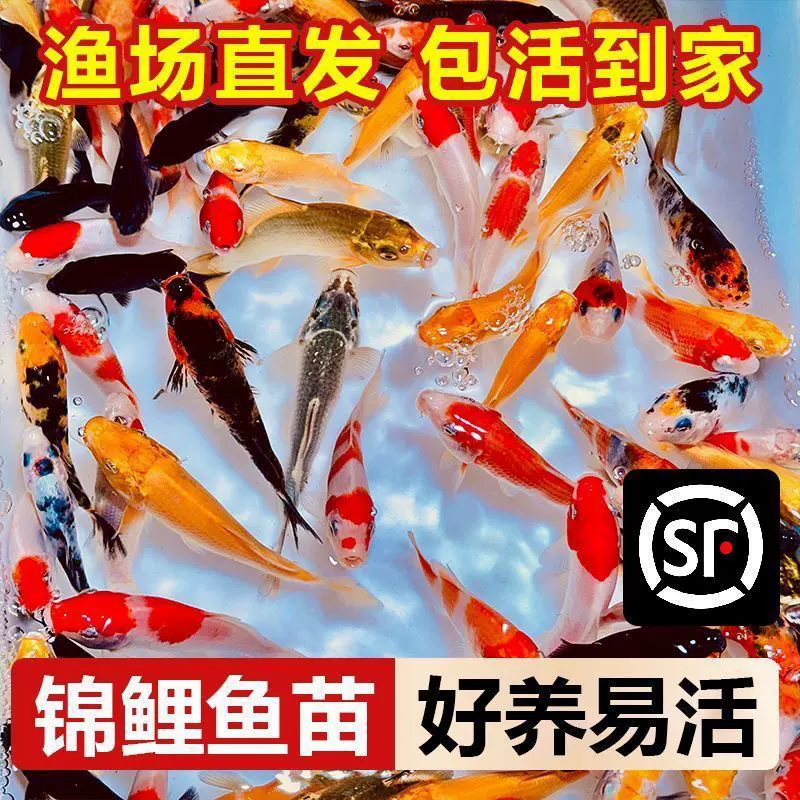 锦鲤鱼活体鱼冷水淡水观赏鱼金鱼招财鱼大小型鱼苗批发耐活鱼宠物