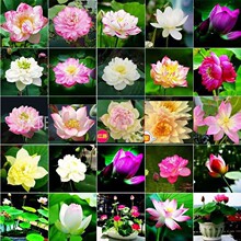 ��̌��ÿ羳���l˯ɏ��ɏˮ��ֲ��N��ˮ��ɻ�ɏ����ɏ�N��