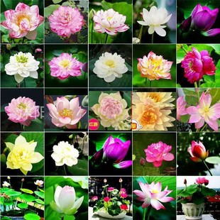 ̌ÿ羳l˯ɏɏˮֲNˮɻɏɏN