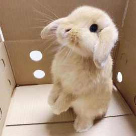 小白兔子活物侏儒兔长不大迷你小型公主荷兰垂耳兔小兔家养宠物兔