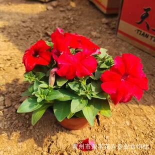 ��Ҏ���R���ԕr���������l����ţ�̶��Ѳʻ��ѕr���ݻ����c����