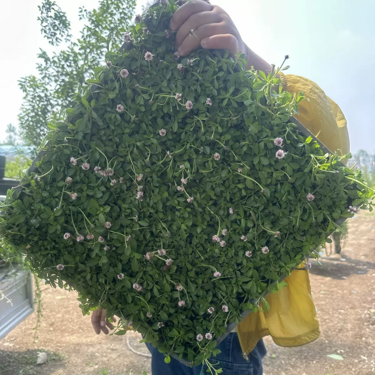 姬岩垂草园晶草耐踩地被植物开花草坪庭院绿化耐寒爬藤宿根植物