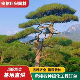 精品造型松庭院别墅景松油松黑松4-6米多规格造型松树盆景