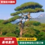 黑松庭院精品造型油松