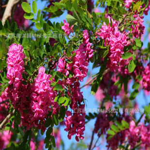 �t�����N�� �㻨��ë�̻��N����ľ�����е�����ľ�^�p��@�־G��