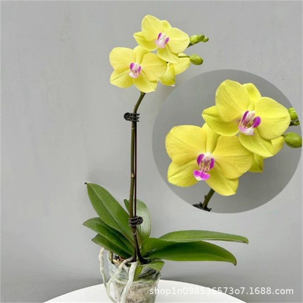 Four Seasons Фаленопсис Цветочная рассада в горшке Крытый балкон Гостиная Цветочное растение с оригинальными горшками Доставка Бабочка Орхидея Оптовая продажа