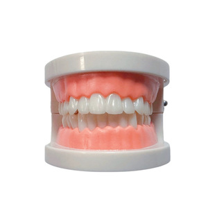 Oral Dentistry Standard Dental Model Oral Model Dental Model Dental Model Teaching Dentures Kindergarten Teeth Teeth Teething Practice