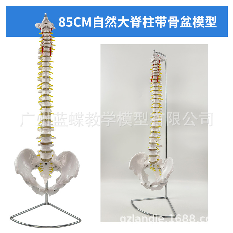 ���弹��ģ��1:1����������ϰ��׵ģ�;�׵��׵�������ģ�͹Ǽ�