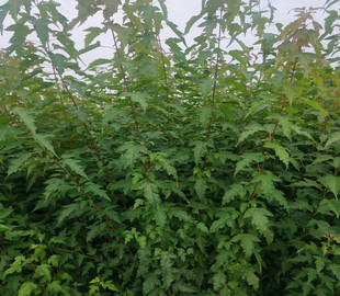 ���Ի��ع���40-150���ֲ�l�� ���Ǘ��G�h ��l�ʃr��