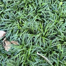 矮麦冬草坪玉龙草沿边草植被绿化耐寒草坪庭院别墅四季青除草装修