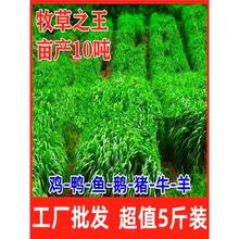 ݷNļͺuZiţ~Bֳ؈ݷN