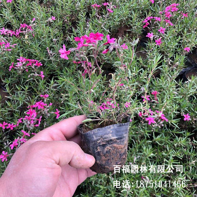 Nursery wholesale Dianthus For Residential quarters Road Beautify Excellent prices Full color Price of the Union