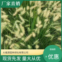 紫叶狼尾草 赏草【基地批发】盆栽紫叶狼草 小兔子狼尾草