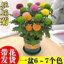 混色乒乓菊盆栽带花阳台庭院桌面球菊花苗办公室内耐寒鲜花卉绿植