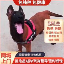 纯种血统马犬幼犬比利时马 犬警犬护卫犬大骨架马犬活体宠物狗