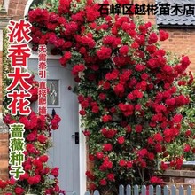 爬墙蔷薇花种籽子四季播种开花月季爬藤植物花籽室外庭院花卉种子