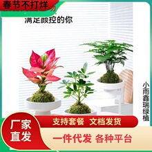 һ������̦޺��ˮ��ֲ������С���԰칫������ֲ������������ȩ��