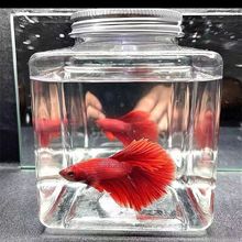 透明塑料摆摊方形斗鱼鱼缸迷你生态景观小型养鱼繁殖罐罐鱼鱼缸