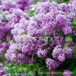 丁香花树苗绿化工程行道树基地供应庭院造景园林花卉庭荫树丁香树