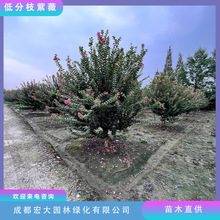 �ͷ�֦��ޱ���ռt��ޱ�t����ޱ�t�����ޱ����ֱ�lҎ���Rȫ���^��