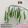 布置家居森系绿植仿真花