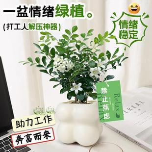 Desktop Emotional Stability Ornaments, Florals and Green Plants, Indoor Potted Plants, Nine-Mile Fragrant Small Potted Plants, Scandinavian Healing Without Anxiety