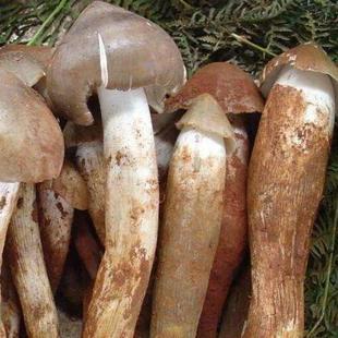鸡枞菌菌包菌种家种三塔菌荔枝菌可食用人工栽培室内室外庭院野外-阿里巴巴
