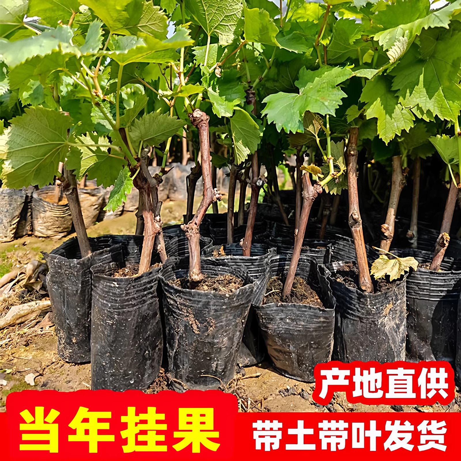 葡萄树苗阳光玫瑰蓝宝石庭阳台院种植果树带土盆栽南北方当年结果