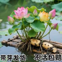 �ɻ�����ɏ��ź���ļ��^�p�ɻ�ź�Nˮ��ֲ���������˯ɏɏź��N
