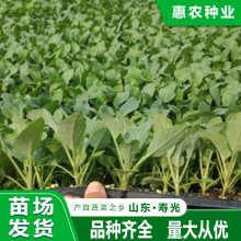 菜花苗 菜花苗品牌 图片 价格 菜花苗批发 阿里巴巴