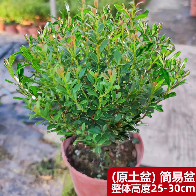 6년생 작은잎 진달래 모종 + 원래 화분 + 비료