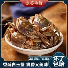 宁波特产醉白玉蟹醉蟹生呛蟹 鲜活腌制发财蟹即食罐装海鲜醉螃蜞