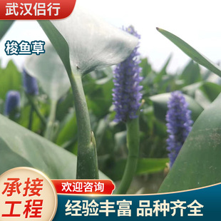 Barracuda Grass, Sea Geranium, Water Quality Purification, Aquatic Flower Package, Planting, Maintenance and Greening Base, Selling Emergent Plants