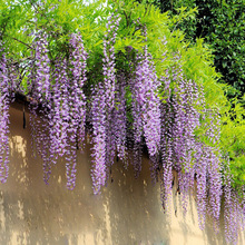 �ų����ٻ���������ֲ������ͥԺ���������}����༾�_���L��໨