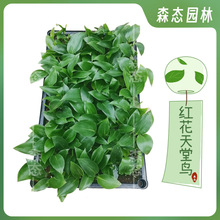 红花天堂鸟苗盆栽花卉室内常绿开花植物鹤望兰基地种苗森态观花
