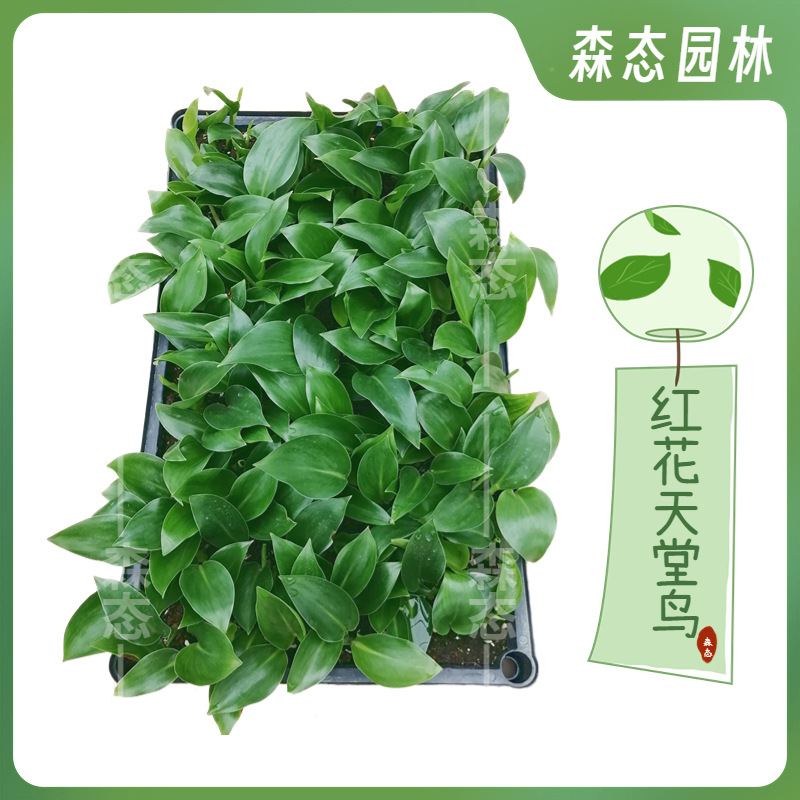 红花天堂鸟苗盆栽花卉室内常绿开花植物鹤望兰基地种苗森态盆景