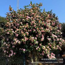 四季常青耐冬山茶花树苗开花耐寒冻室内外庭院观花园浓香花卉盆景