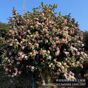 ļͶɽ軨_ͺ҃ͥԺ^@㻨辰