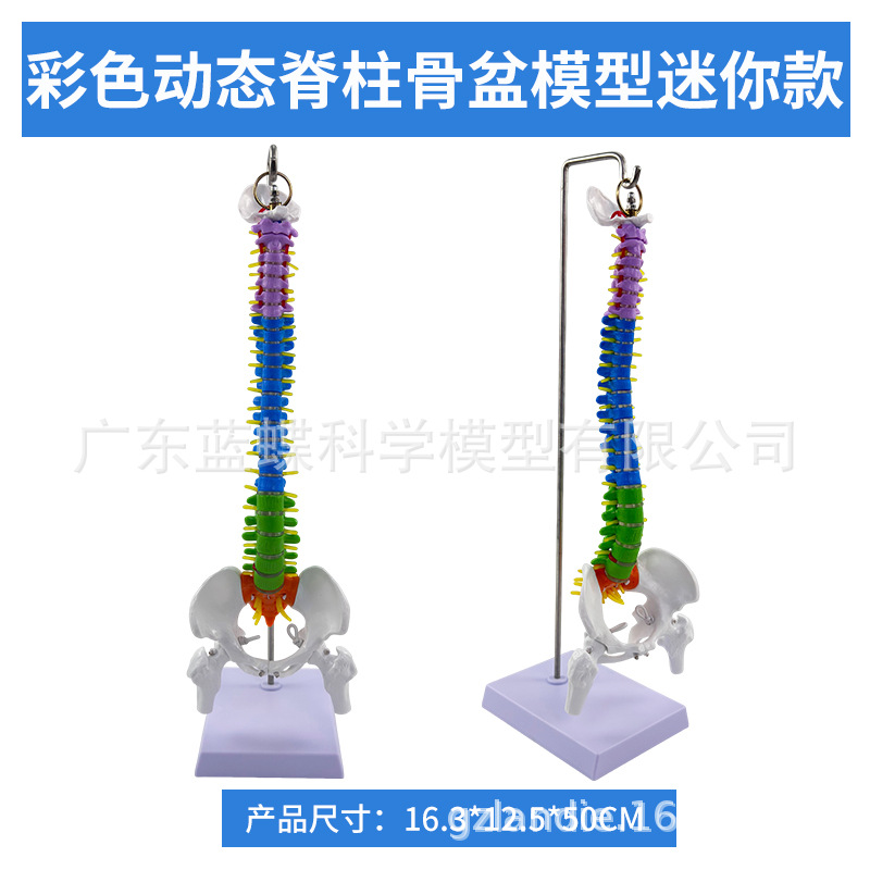 ��̬������׵����ģ�͹ؽڿɻ�������СŮ�Լ������Ľ�ѧ�Ǽ�